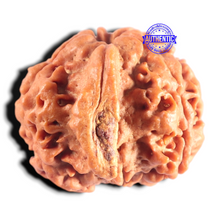Load image into Gallery viewer, Nepalese Ganesh Rudraksha - Bead No. 320