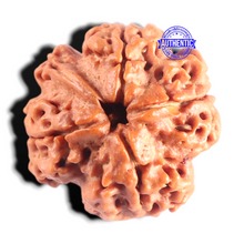 Load image into Gallery viewer, Nepalese Ganesh Rudraksha - Bead 321