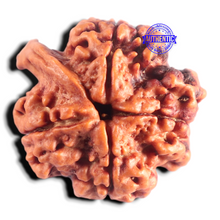 Load image into Gallery viewer, Nepalese Ganesh Rudraksha - Bead 322