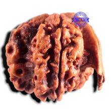 Load image into Gallery viewer, Nepalese Ganesh Rudraksha - Bead 322