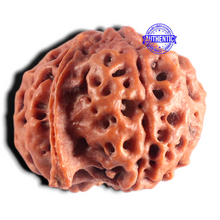 Load image into Gallery viewer, Nepalese Ganesh Rudraksha - Bead No. 323