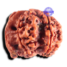 Load image into Gallery viewer, Nepalese Ganesh Rudraksha - Bead 324