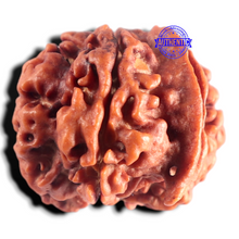 Load image into Gallery viewer, Nepalese Ganesh Rudraksha - Bead 324