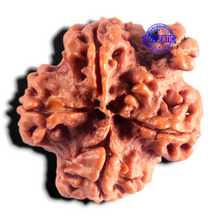 Load image into Gallery viewer, Nepalese Ganesh Rudraksha - Bead No. 325