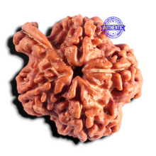 Load image into Gallery viewer, Nepalese Ganesh Rudraksha - Bead No. 325