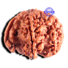 Load image into Gallery viewer, Nepalese Ganesh Rudraksha - Bead No. 325