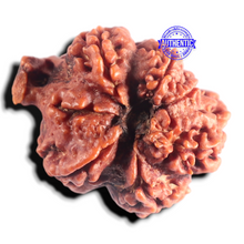 Load image into Gallery viewer, Nepalese Ganesh Rudraksha - Bead No. 326