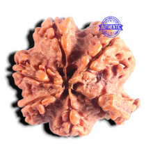 Load image into Gallery viewer, Nepalese Ganesh Rudraksha - Bead 327