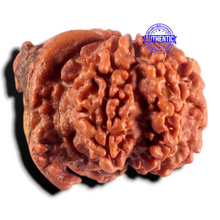 Load image into Gallery viewer, Nepalese Ganesh Rudraksha - Bead 327