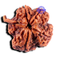 Load image into Gallery viewer, Nepalese Ganesh Rudraksha - Bead 328