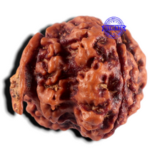 Load image into Gallery viewer, Nepalese Ganesh Rudraksha - Bead 328