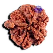 Load image into Gallery viewer, Nepalese Ganesh Rudraksha - Bead 329