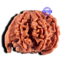 Load image into Gallery viewer, Nepalese Ganesh Rudraksha - Bead 330