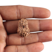 Load image into Gallery viewer, 16 Mukhi Rudraksha from Indonesia - Bead No. 345