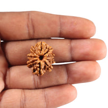 Load image into Gallery viewer, 9 Mukhi Nepalese Rudraksha - Bead No. 443