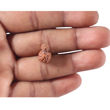 Load image into Gallery viewer, Indonesian Garbh Gauri Rudraksha - Bead No. 22