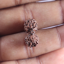 Load image into Gallery viewer, 16 Mukhi Gaurishankar Rudraksha from Indonesia - Bead No. 236