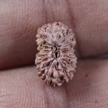 Load image into Gallery viewer, 17 Mukhi Rudraksha from Indonesia - Bead No. 287