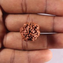Load image into Gallery viewer, 3 Mukhi Rudraksha from Nepal - Bead No. 453