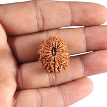 Load image into Gallery viewer, 17 Mukhi Nepalese Rudraksha - Bead No. 78
