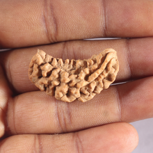 Load image into Gallery viewer, 1 Mukhi half moon shaped from India - Bead No. 361