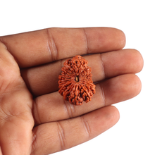 Load image into Gallery viewer, 17 Mukhi Nepalese Rudraksha - Bead No. 61