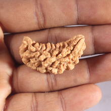Load image into Gallery viewer, 1 Mukhi half moon shaped from India - Bead No. 363