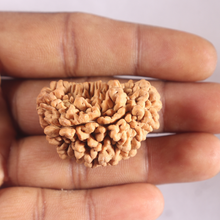 Load image into Gallery viewer, 1 Mukhi half moon shaped from India - Bead No. 364