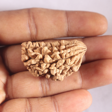 Load image into Gallery viewer, 1 Mukhi half moon shaped from India - Bead No. 365