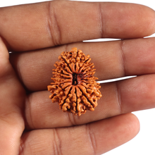 Load image into Gallery viewer, 17 Mukhi Rudraksha from Nepal - Bead No. 17