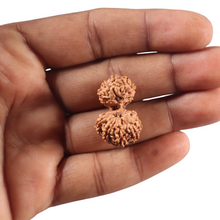 Load image into Gallery viewer, 16 Mukhi Gaurishankar Rudraksha from Indonesia - Bead No. 352