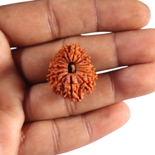 Load image into Gallery viewer, 15 Mukhi Rudraksha from Nepal - Bead No. 75