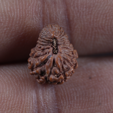 Load image into Gallery viewer, 21 Mukhi Indonesian Rudraksha - Bead No. 171