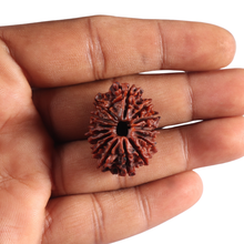 Load image into Gallery viewer, 15 Mukhi Rudraksha from Nepal - Bead No. 22