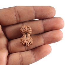 Load image into Gallery viewer, 21 Mukhi Indonesian Rudraksha - Bead No. 173