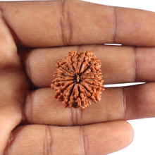 Load image into Gallery viewer, 14 Mukhi Nepalese Rudraksha - Bead No. 333
