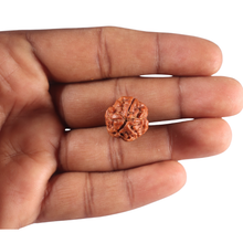 Load image into Gallery viewer, 3 Mukhi Rudraksha from Nepal - Bead No. 464