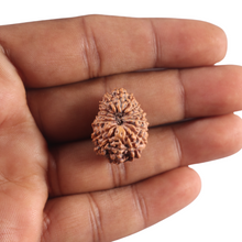Load image into Gallery viewer, 16 Mukhi Rudraksha from Indonesia - Bead No. 346