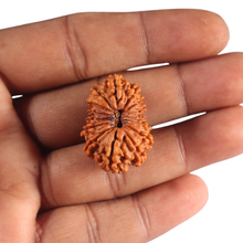 Load image into Gallery viewer, 14 Mukhi Nepalese Rudraksha - Bead No. 389