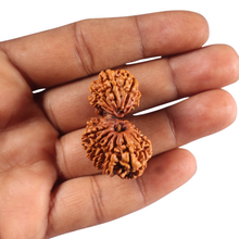 Load image into Gallery viewer, 17 Mukhi Nepalese Gaurishankar Rudraksha - Bead No. 67