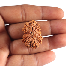 Load image into Gallery viewer, 14 Mukhi Nepalese Rudraksha - Bead No. 329