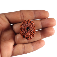 Load image into Gallery viewer, 14 Mukhi Nepalese Rudraksha - Bead No. 145
