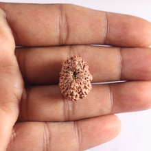 Load image into Gallery viewer, 16 Mukhi Rudraksha from Indonesia - Bead No. 123