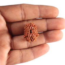 Load image into Gallery viewer, 13 Mukhi Nepalese Rudraksha - Bead No. 395