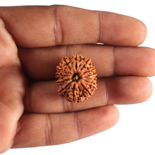 Load image into Gallery viewer, 13 Mukhi Nepalese Rudraksha - Bead No. 392