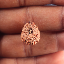 Load image into Gallery viewer, 20 Mukhi Indonesian Rudraksha - Bead 90