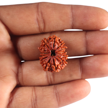 Load image into Gallery viewer, 13 Mukhi Ganesh Nepalese Rudraksha - Bead No. 400