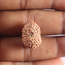 Load image into Gallery viewer, 16 Mukhi Rudraksha from Indonesia - Bead No. 319