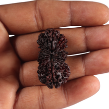 Load image into Gallery viewer, 20 Mukhi Nepalese Rudraksha - Bead No. 1