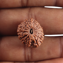 Load image into Gallery viewer, 17 Mukhi Rudraksha from Indonesia - Bead No. 294